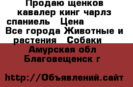 Продаю щенков кавалер кинг чарлз спаниель › Цена ­ 40 000 - Все города Животные и растения » Собаки   . Амурская обл.,Благовещенск г.